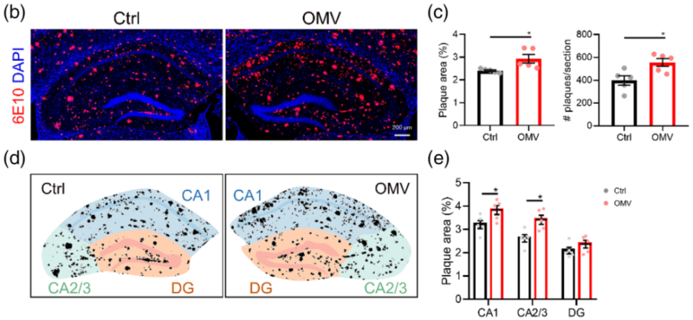 g-f小鼠海马中aβ斑块数量显著增加(主要在海马ca1和ca2/3区域增佑)