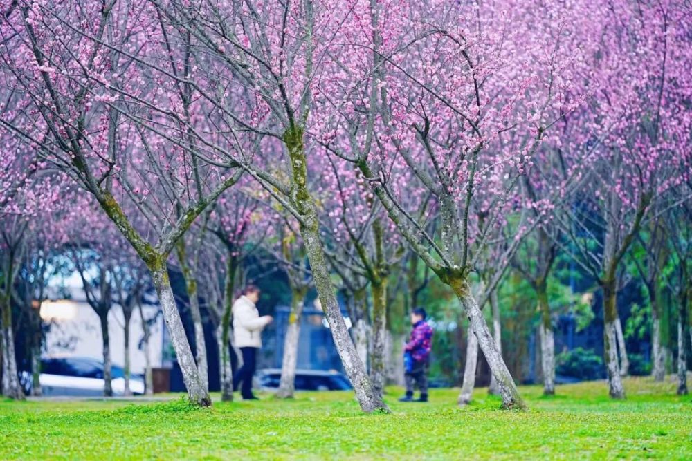 又見花開都江堰|轉角遇見都江堰最美的春天～_騰訊新聞