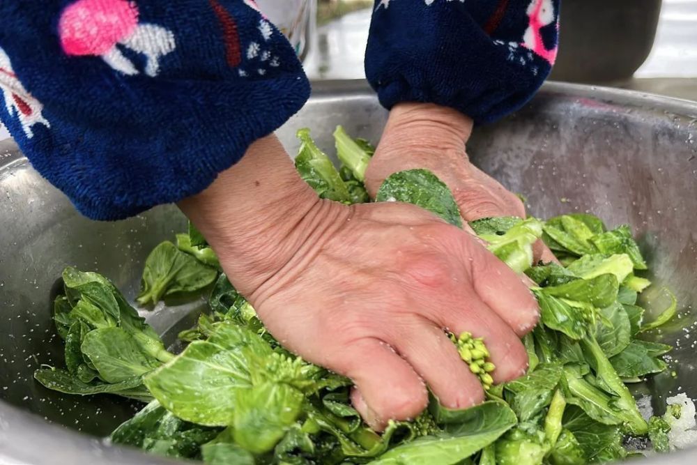 家人准备好早饭后就快步到自家小菜地上,小心翼翼地采摘下新鲜的菜笕