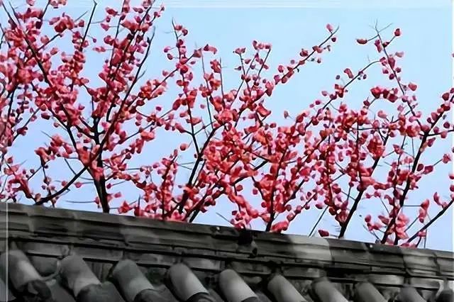 一枝红杏出墙来,叶绍翁这个名句,原创是谁