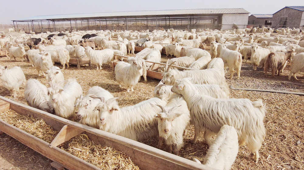 塔里木草湖小山羊成了致富羊村民增收喜洋洋