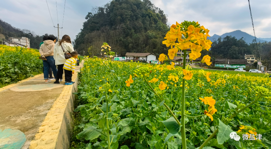 盐津人春日赏花好去处3月8日艾田油菜花节走起