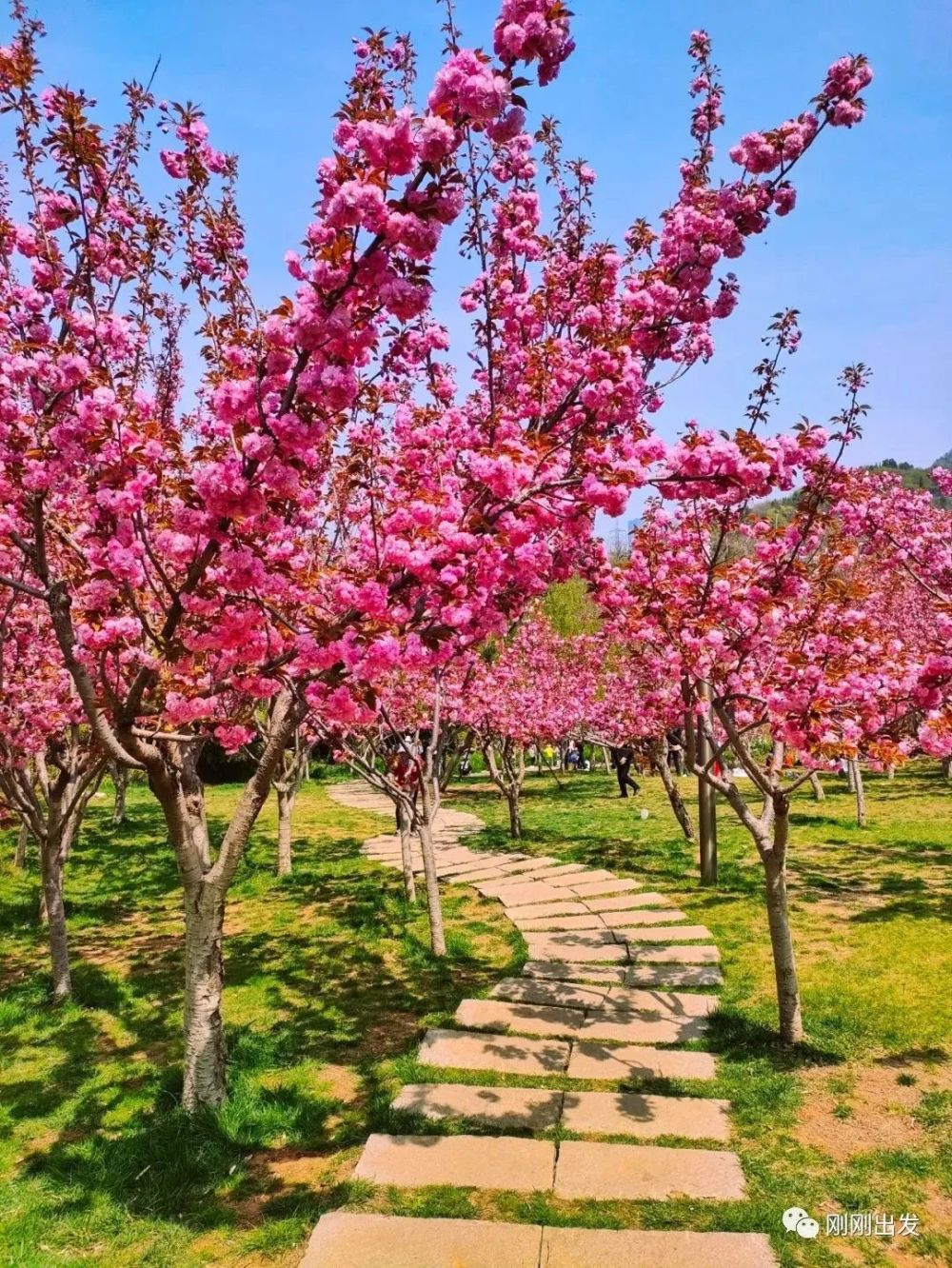 龙王塘樱花园现在开始樱花,旅顺二〇三樱花园,横山北普陀主题文化公园