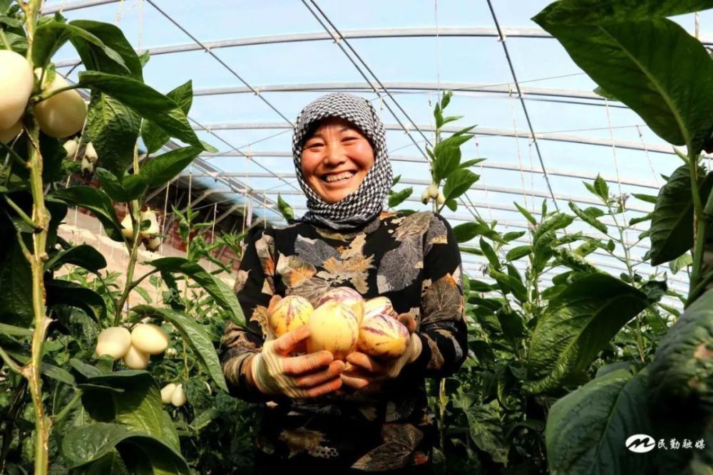 民勤县苏武镇喜丰收笑颜开不负农时不负春