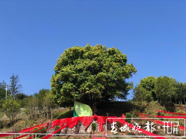 了不起的云南古茶树｜3200岁！世界上最大古茶树在这里_腾讯新闻