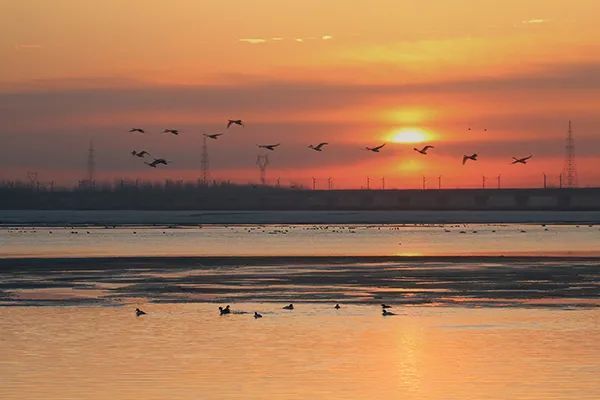 凌海大凌河水上公园迎来大批珍禽"做客"