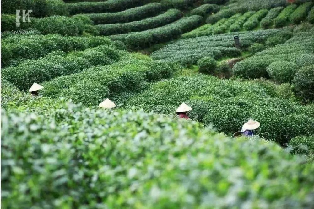 江南三月天,阳羡访茶不负春_腾讯新闻