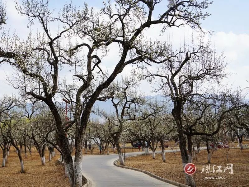 会泽水城梨园:一树白雪春意闹_腾讯新闻