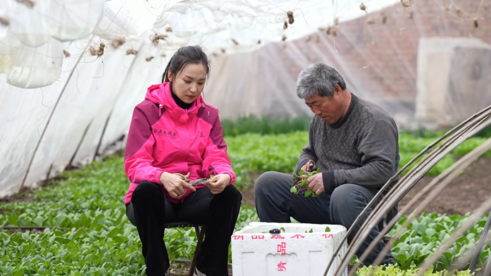 記者 張欣叔,咱今年這個大棚裡都種了哪些時令小菜?