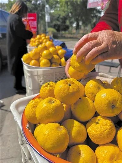 温州瓯柑大涨价,原因找到了