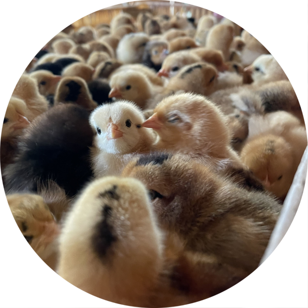 华中农业大学毕业生创办家禽育种公司,40000只江汉鸡苗"飞"往云南