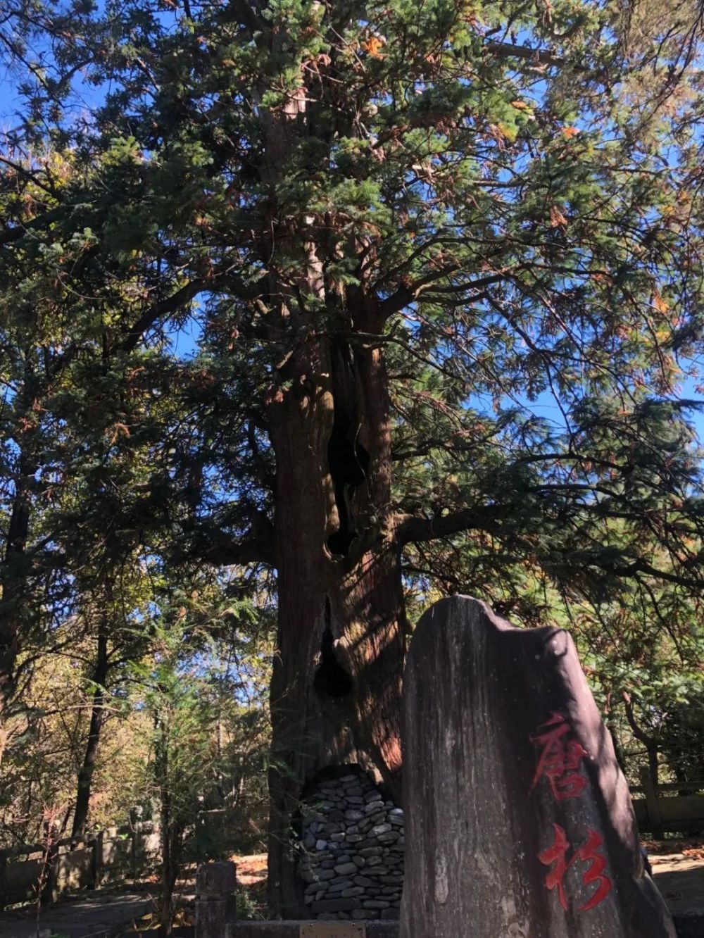 最好看的树,不是江直树_腾讯新闻