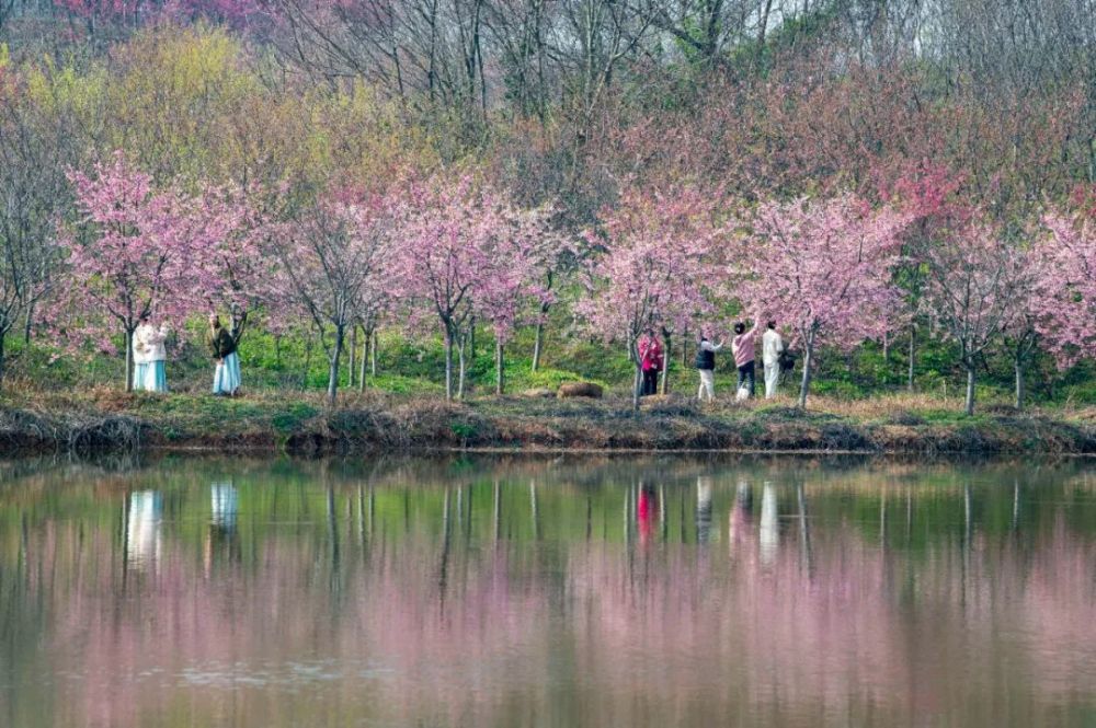 惹人醉央视用179打卡兰溪樱花