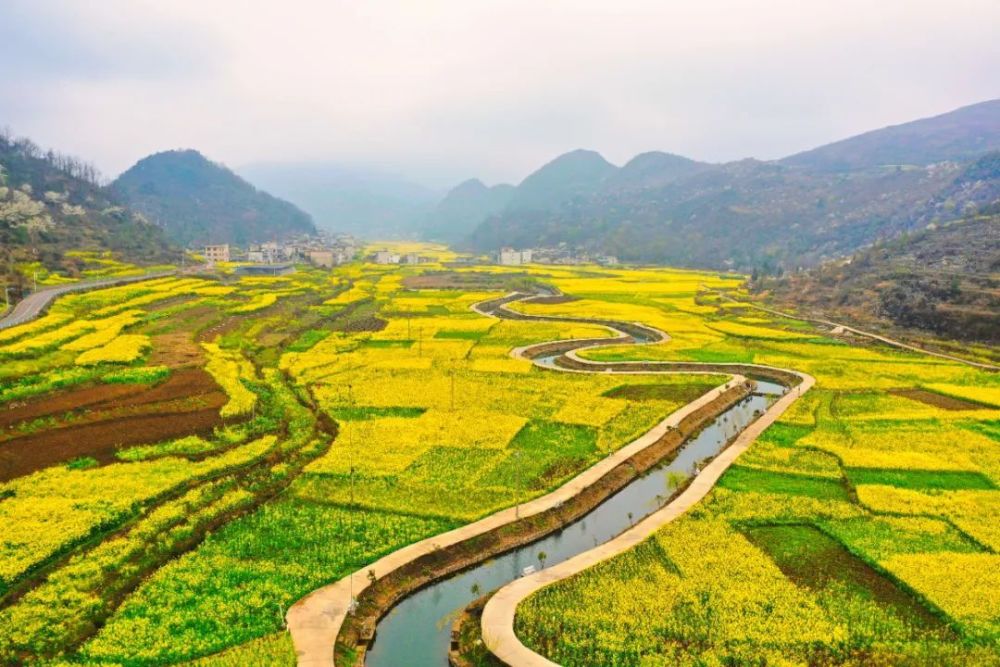 奋进的春天坡贡镇凡化村油菜花开春意浓田园风景美如画