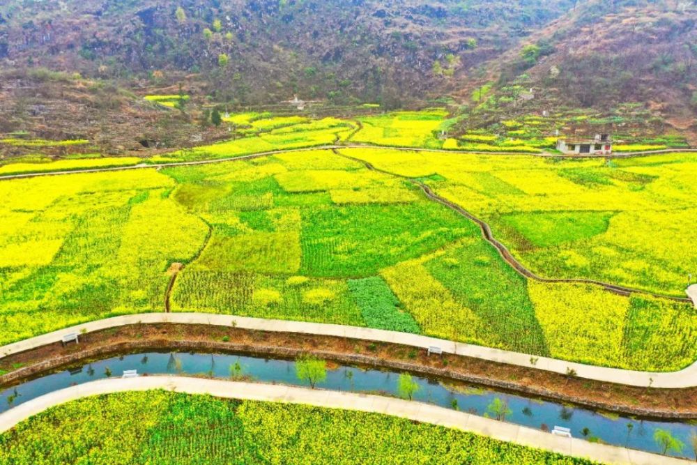 奋进的春天坡贡镇凡化村油菜花开春意浓田园风景美如画