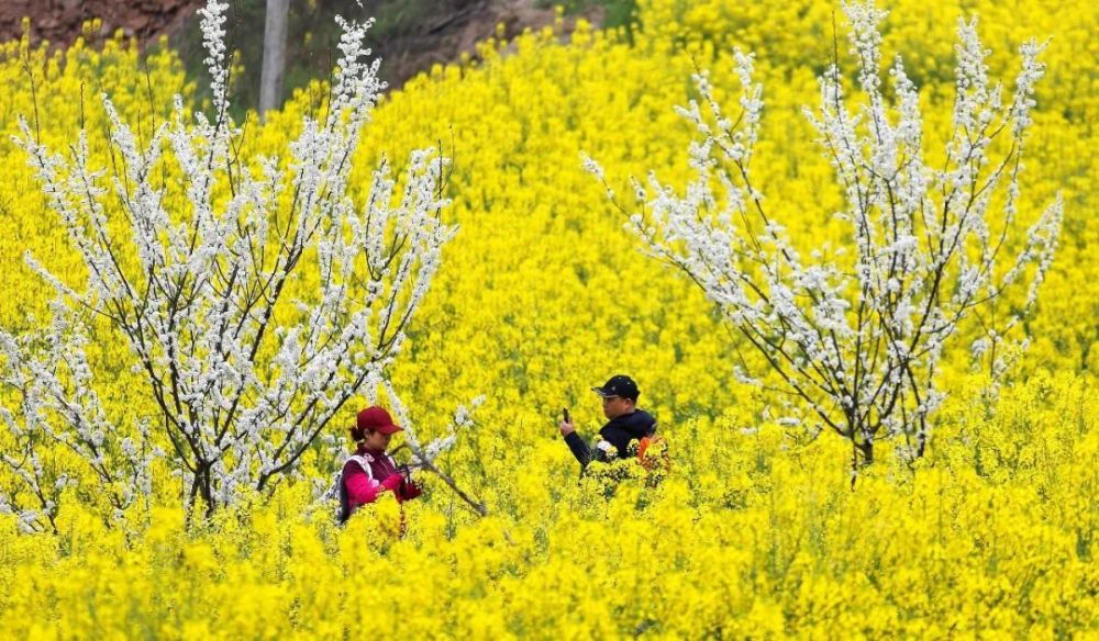 德陽人應該沒有不知道的川西平原賞菜花的