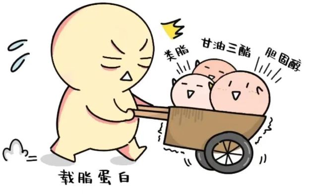 关于"沉默杀手"高脂血症的七个误区您一定要掌握