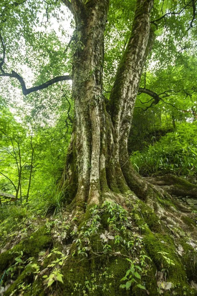 带你看益阳1500岁的中国最美古树
