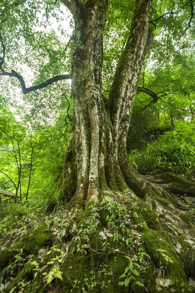 万年树图片图片