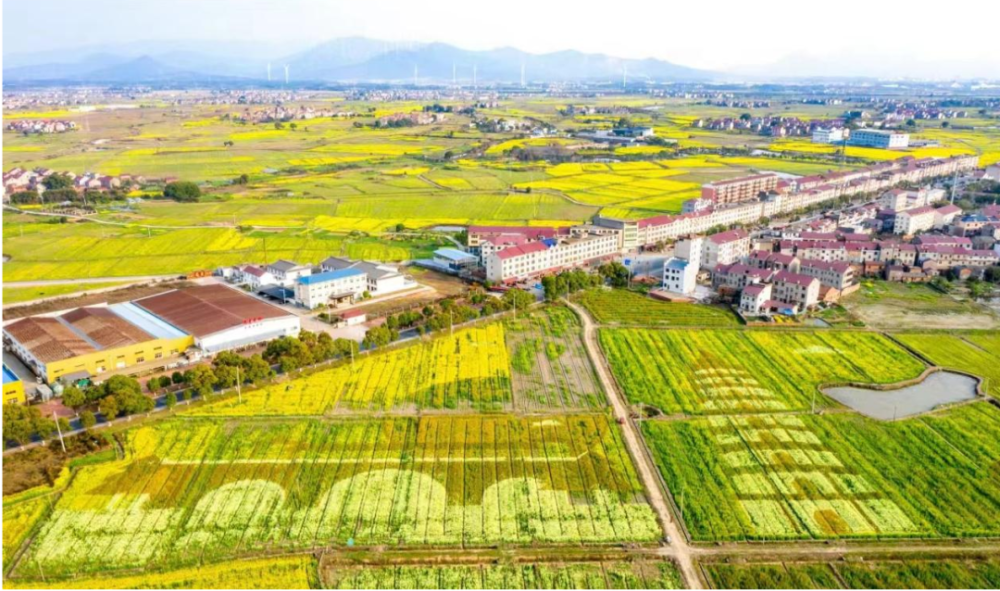 樟樹市永泰鎮首屆油菜花文化旅遊節即將開幕……67來永泰寶塔,看