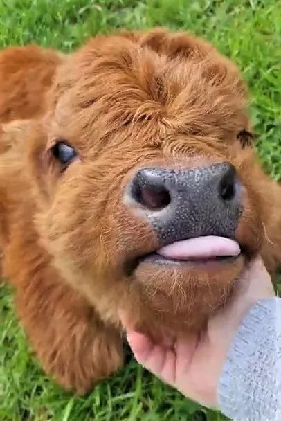 牛经常吐舌头是怎么回事