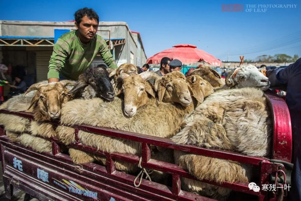 新疆刀郎羊一只卖出1400万高价，一筷子下去就好几万，不知谁有这胆量和能力吃 腾讯新闻