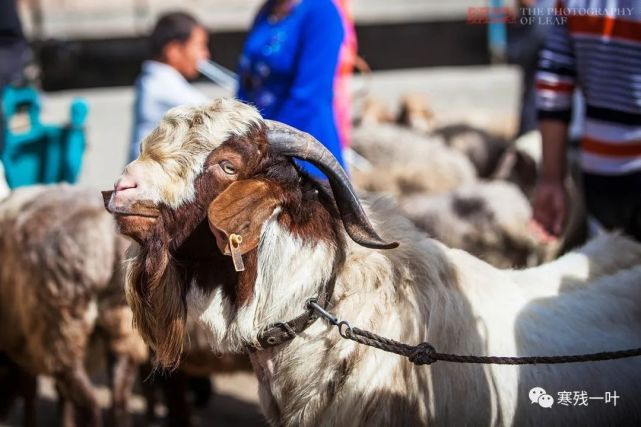 新疆刀郎羊一只卖出1400万高价,一筷子下去就好几万,不知谁有这胆量和