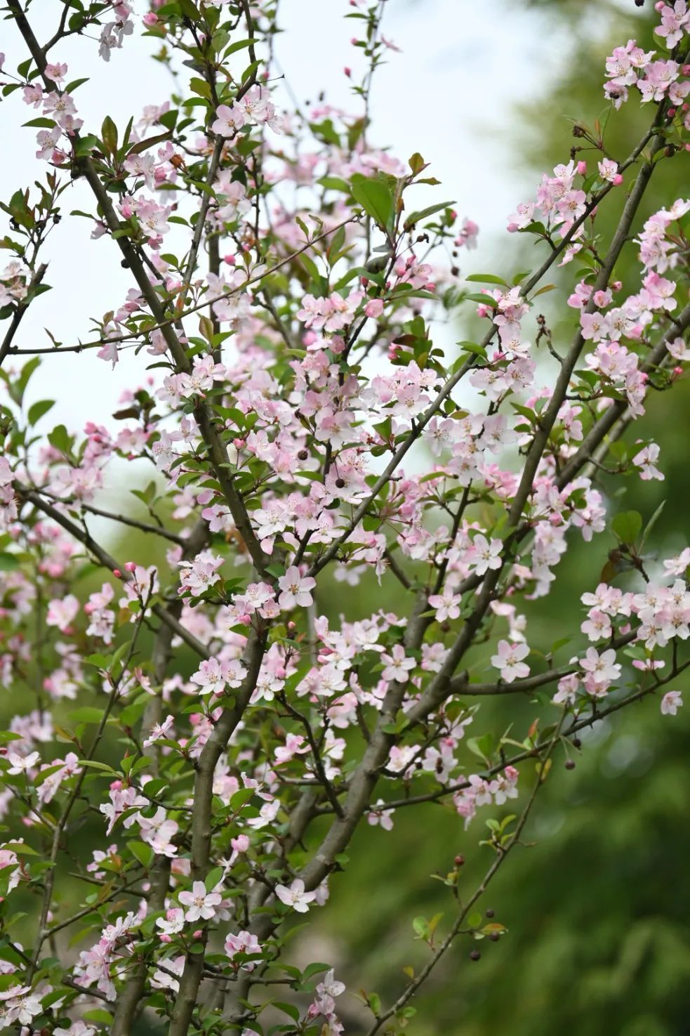 娇嫩粉白乐山这里的红叶李海棠花已盛开错过等一年