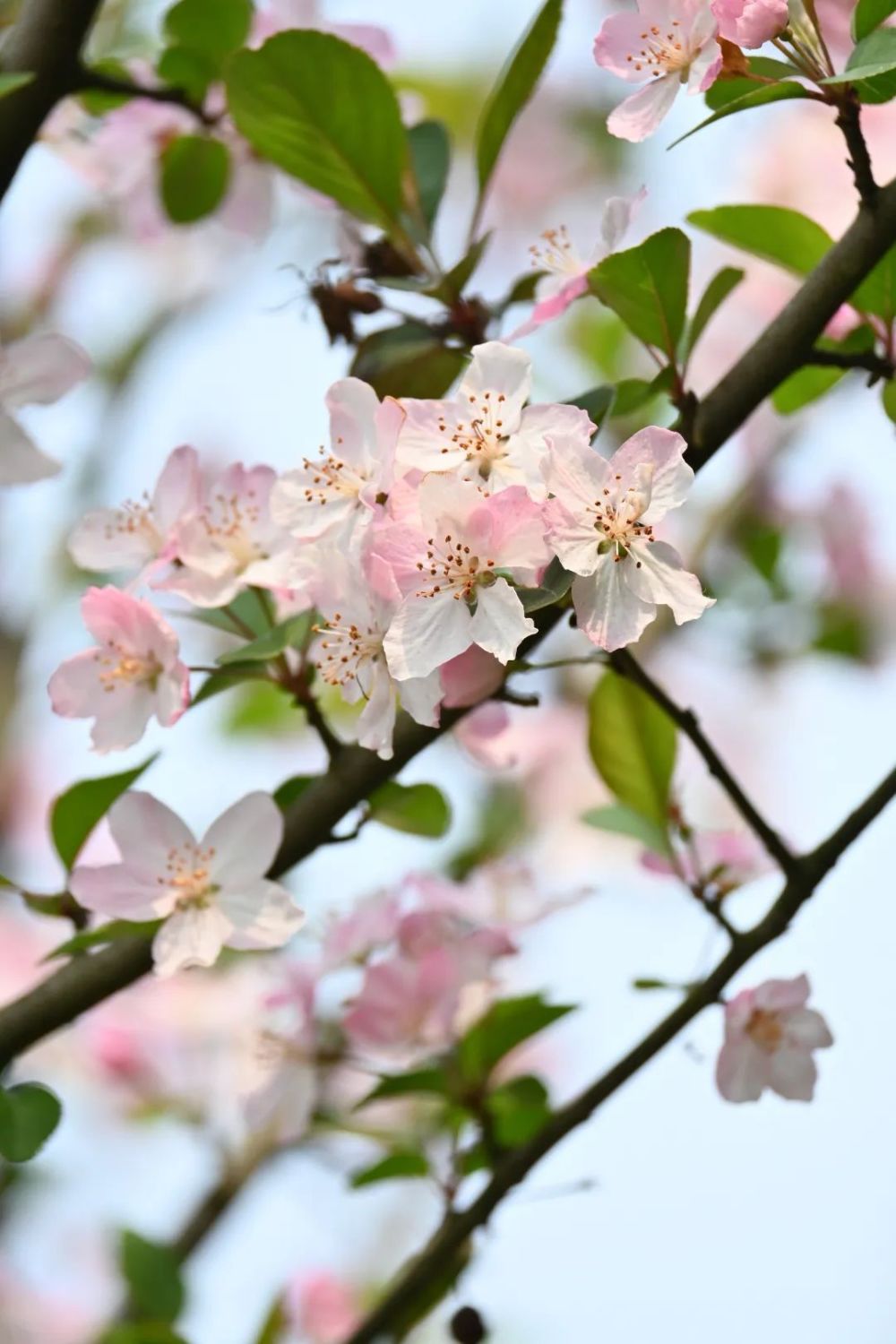 娇嫩粉白乐山这里的红叶李海棠花已盛开错过等一年