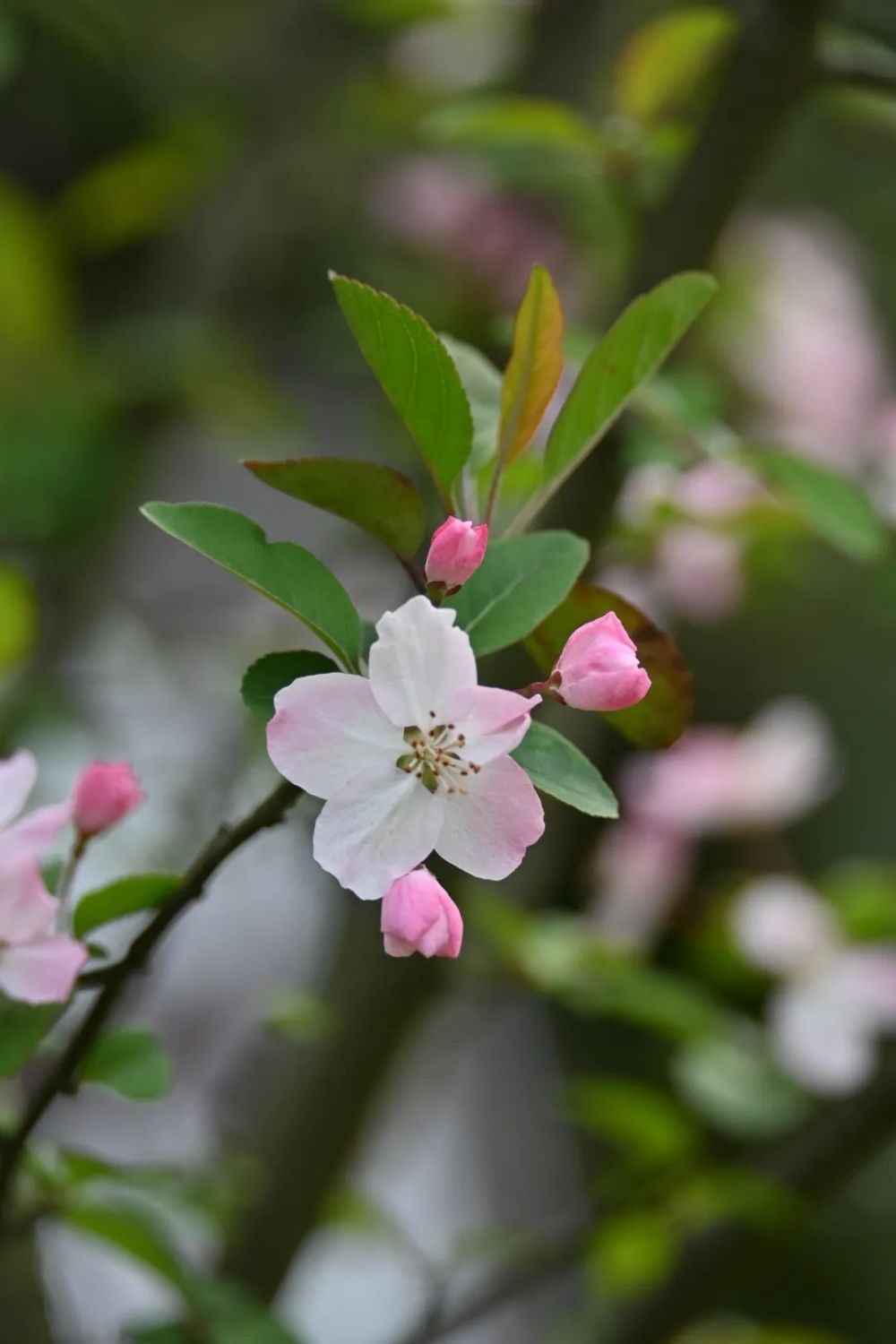 娇嫩粉白乐山这里的红叶李海棠花已盛开错过等一年
