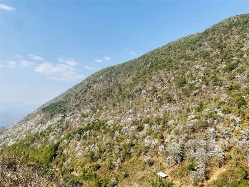 思茅区六顺镇第三届白花生态旅游节火热来袭_腾讯新闻