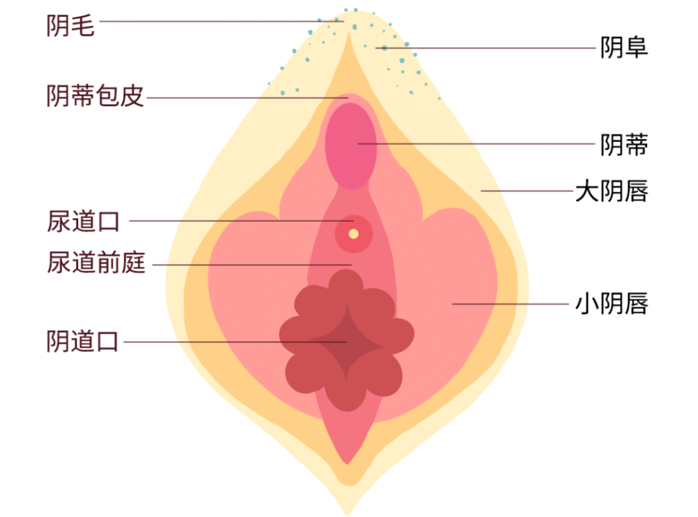 阴蒂,为快乐而生的器官_腾讯新闻