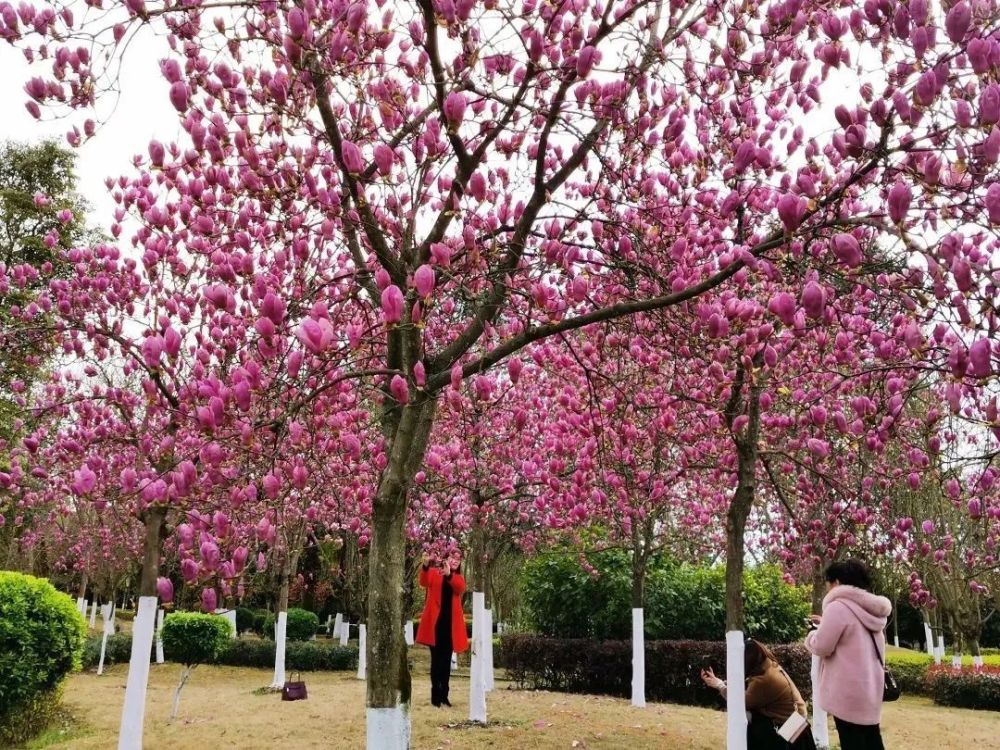 南充賞花地圖出爐一起尋找春日的浪漫吧