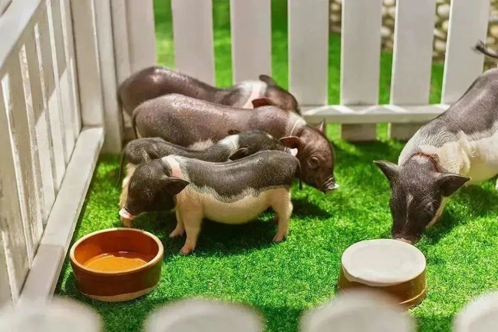 周末溜娃好去处这些萌宠乐园等你来打卡