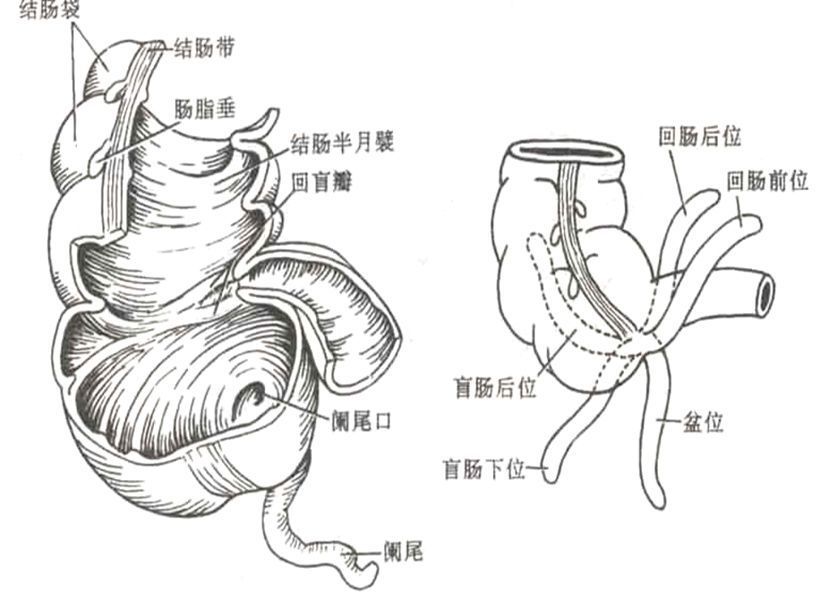 直肠两个弯曲图片