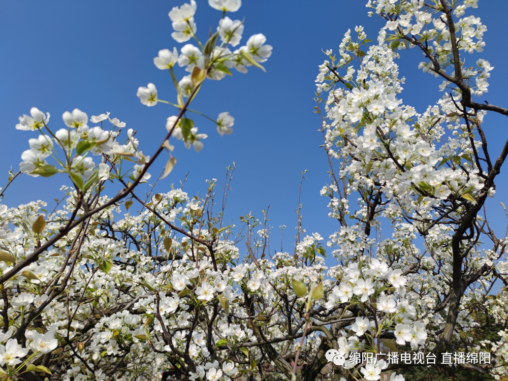 北京大兴千亩梨花图片