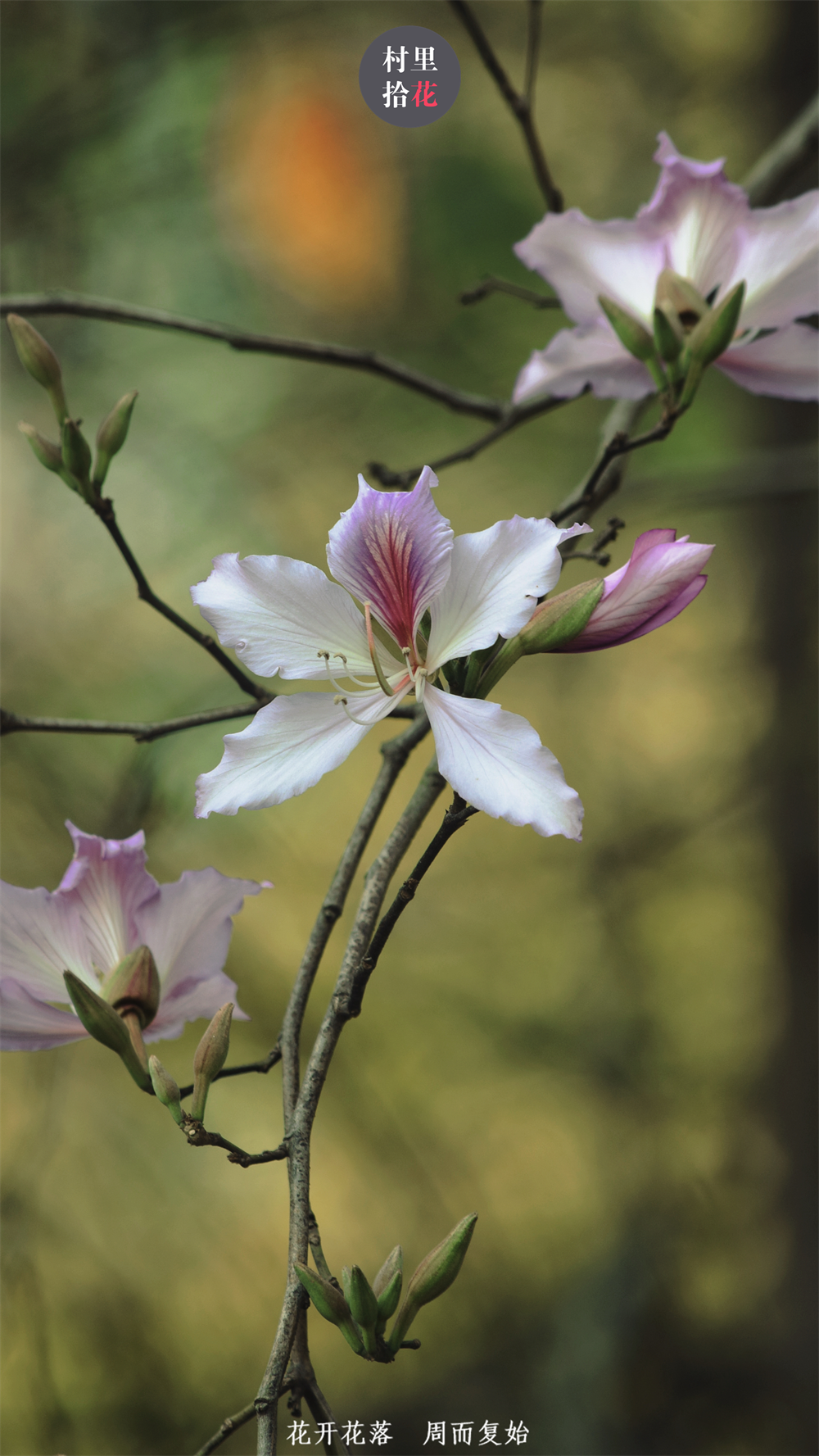 洋紫荆春风吹尽酒醒满城花开无数
