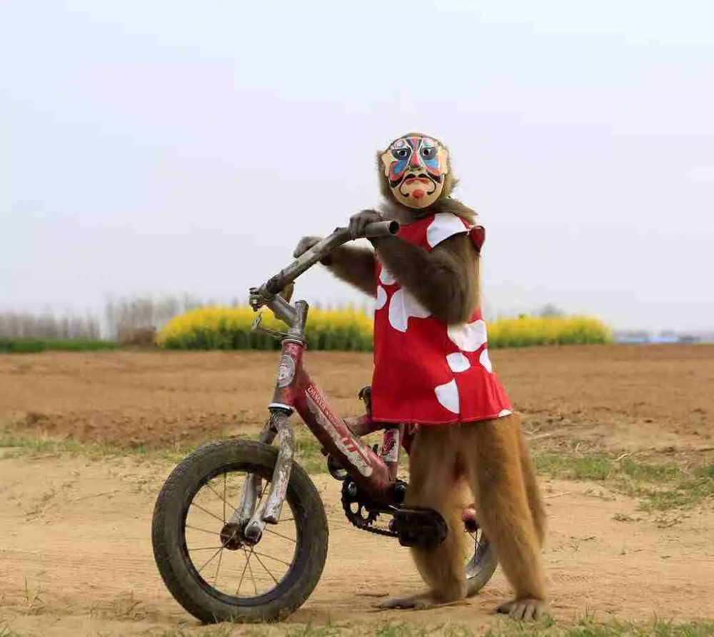 你们爱用的猴子表情包,演的全是我的精神状态_腾讯新闻