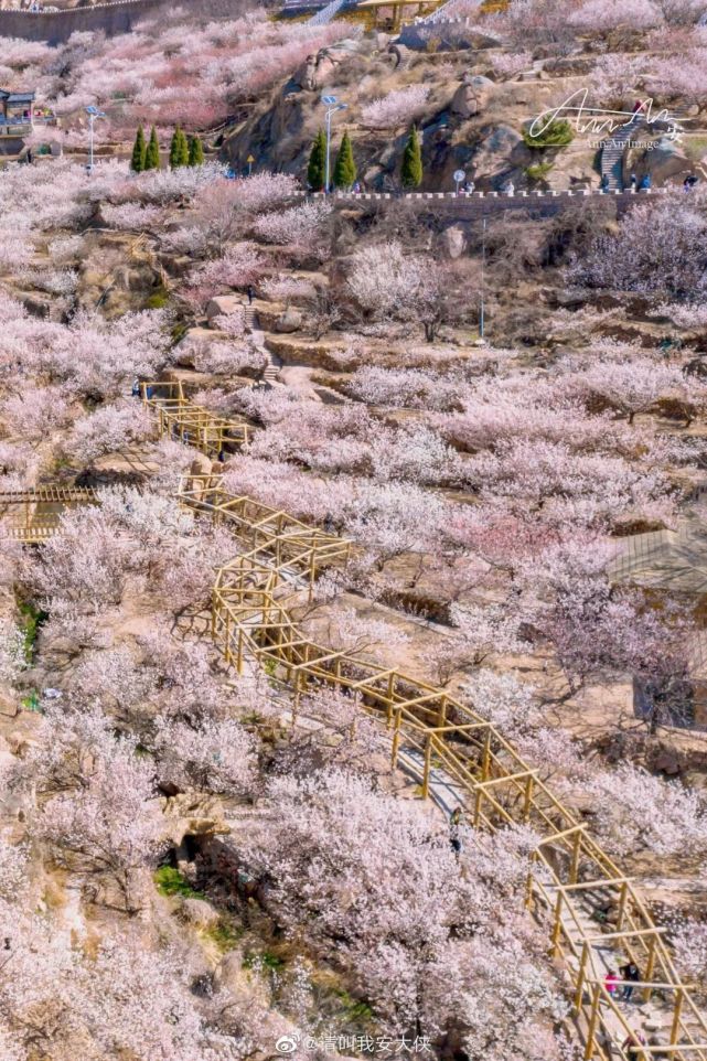 大崂樱桃谷位于崂山北宅街道大崂社区,依山而建,占地30余亩,拥有樱桃