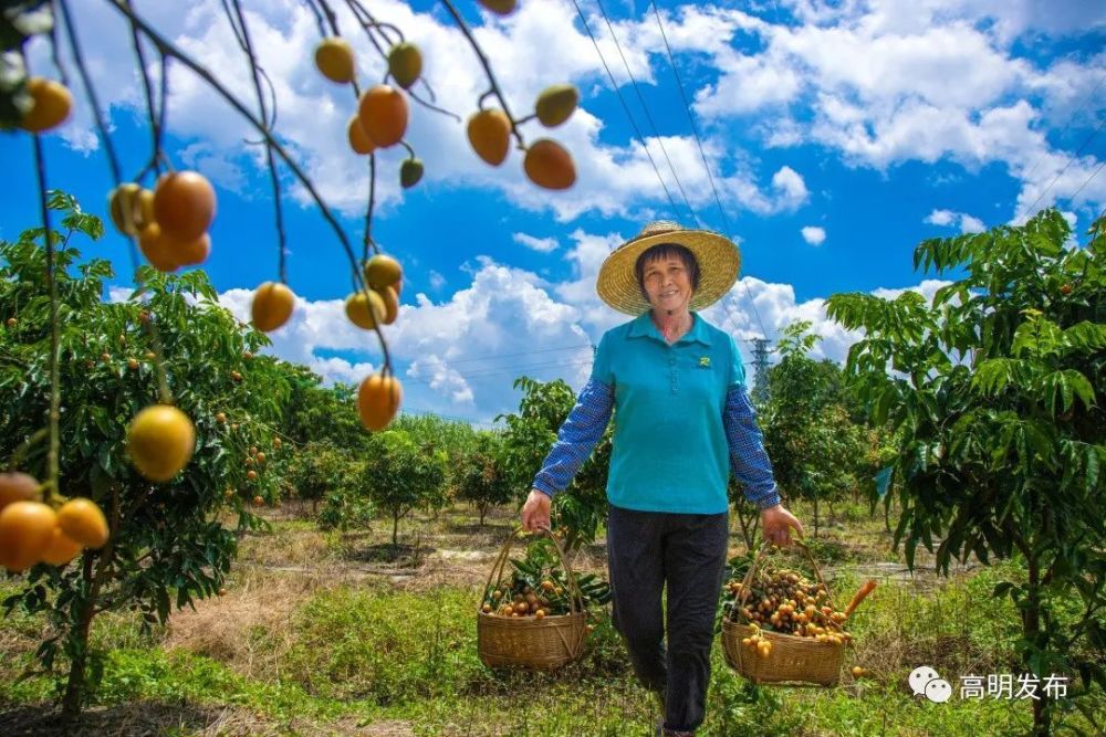《又到了粉葛丰收时节》古璇《5g农业》赖志华《花田锦簇》古璇《三