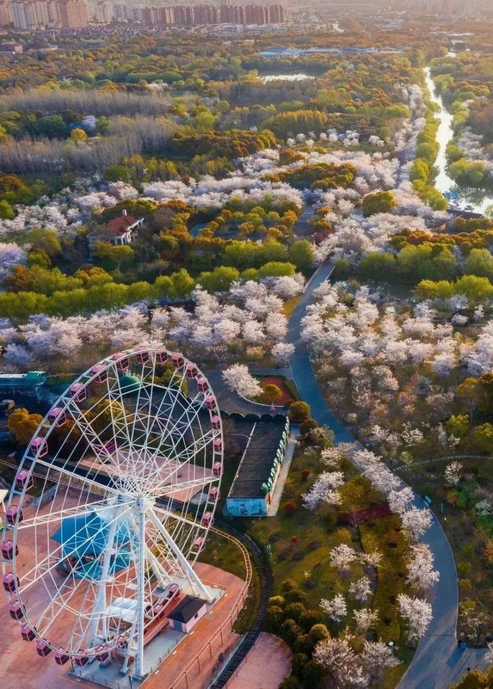 本周末,"c位"东京樱花迎来最佳观赏期!_腾讯新闻