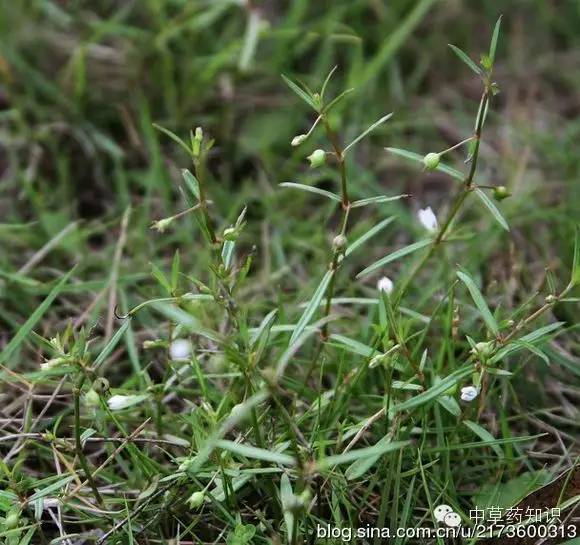 一年生植物（一年生植物 多年生植物） 第4张