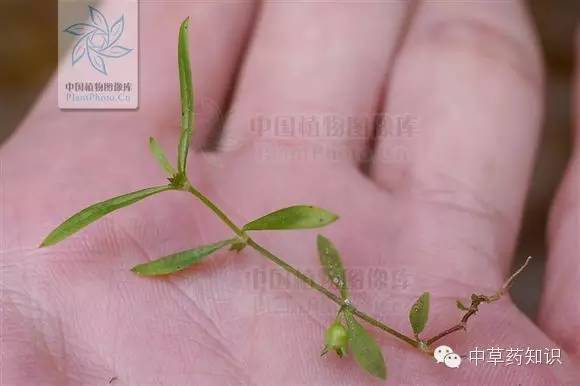 一年生植物（一年生植物 多年生植物） 第7张