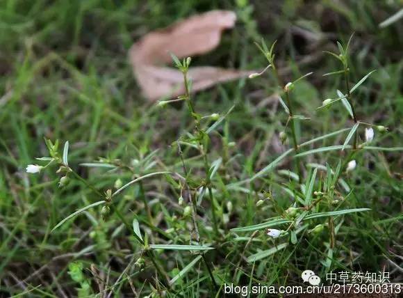 一年生植物（一年生植物 多年生植物） 第9张