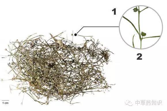 一年生植物（一年生植物 多年生植物） 第20张