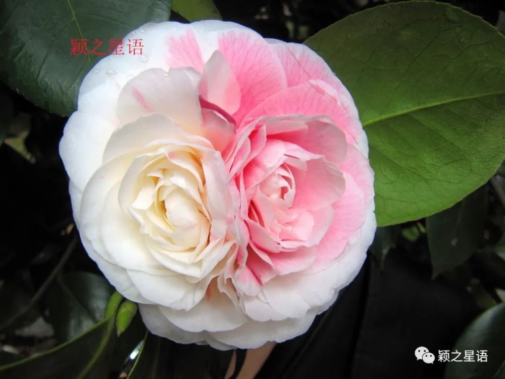 被埋没的宁波市花,重新评市花,什么花最合适?请投票选择_腾讯新闻