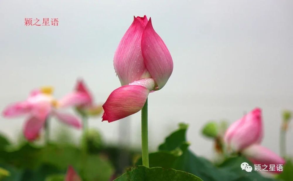 被埋没的宁波市花,重新评市花,什么花最合适?请投票选择_腾讯新闻