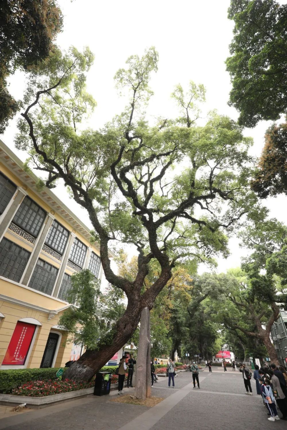 寻找城市绿光跟随树木医生来一段广州沙面古树之旅