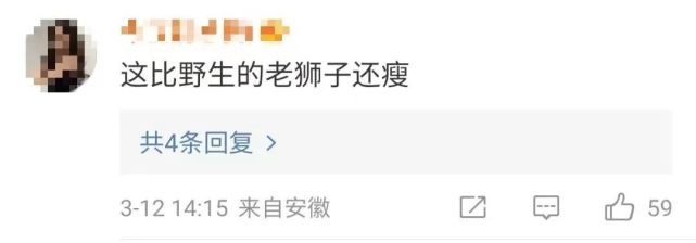 狮子瘦成“排骨”？动物园回应引争议_腾讯新闻
