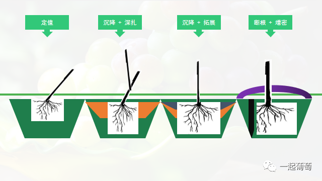 花怎么摘心（怎么养摘下来的花） 第7张